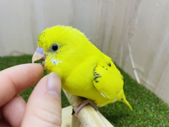 セキセイインコ