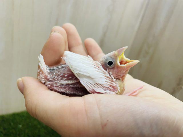 白文鳥