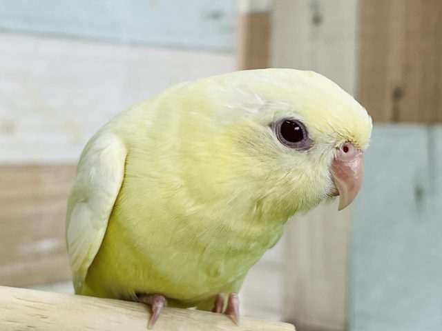 サザナミインコ