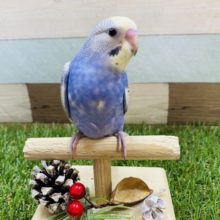 最新画像有り♪黄色いお顔が特徴のホヤホヤヒナがやって来ました♡