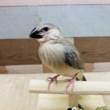 凛々しいお顔☆かっこいい雰囲気の桜文鳥！