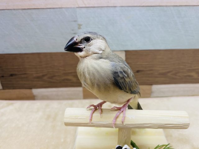 凛々しいお顔☆かっこいい雰囲気の桜文鳥！