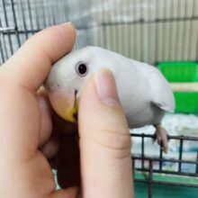 さし餌卒業‼️最新画像になりますよ！まっしろ癒し系コザちゃん！！　コザクラインコ　アルビノ
