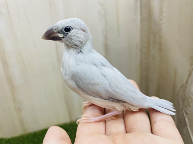 シルバー文鳥