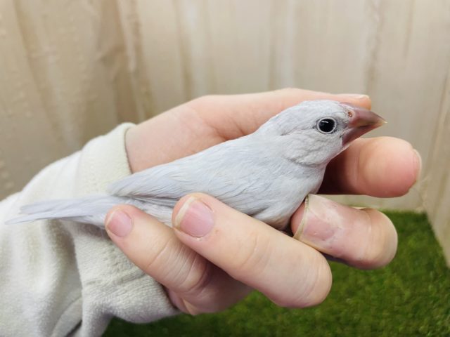 シルバー文鳥