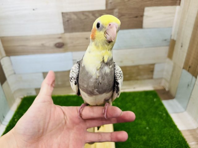 オカメインコ