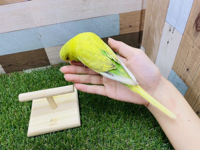 ジャンボセキセイインコ