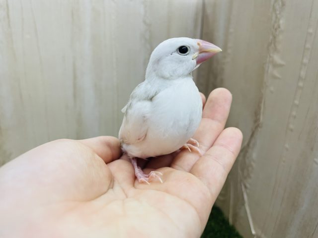 白文鳥