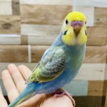 最新画像有り！グリーン系パステルカラーが素敵なセキセイインコ♪