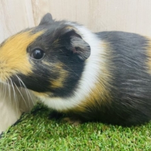 野菜が大好き！！鳴いてアピールするモルちゃん！　イングリッシュモルモット　3色