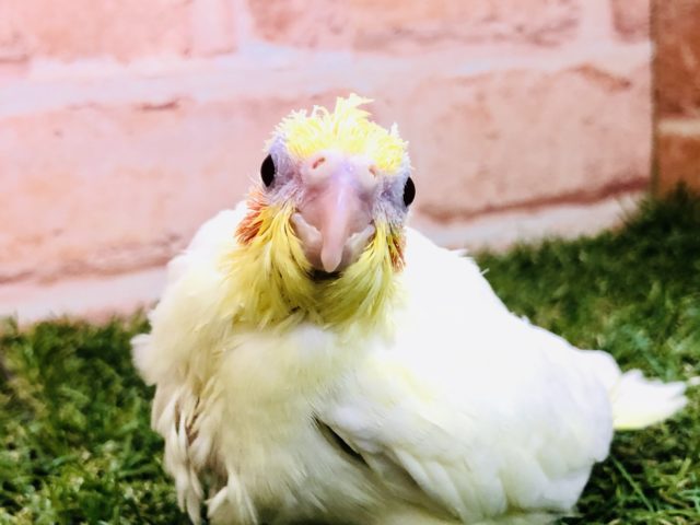 オカメインコ