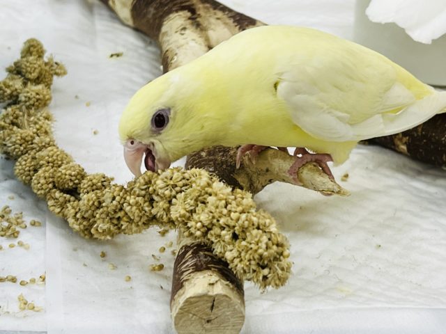 サザナミインコ