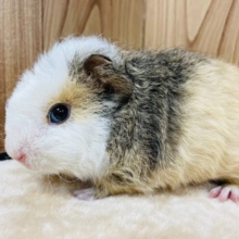 グラデーションカラーの子！？テディモルモット(男の子)