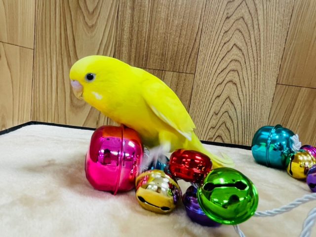 セキセイインコ