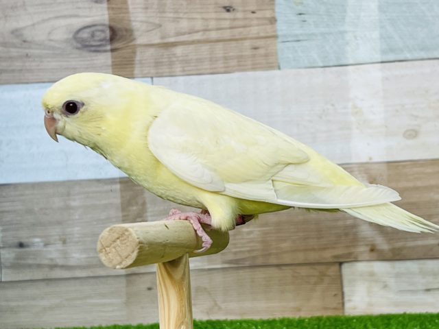 サザナミインコ