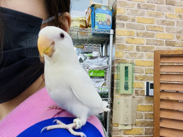 コザクラインコ（小桜インコ）