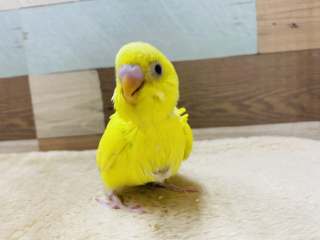 セキセイインコ