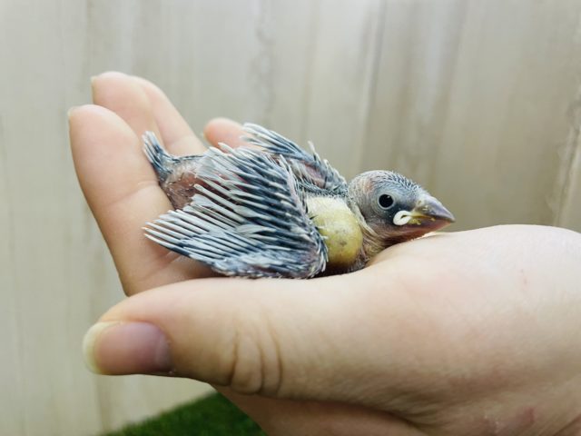 シルバー文鳥