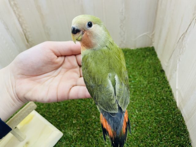 コザクラインコ（小桜インコ）