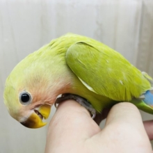 1人餌です！最新画像になりますよ‼️魅惑のシナモンカラーのコザちゃんだよ‼️ コザクラインコ　シナモン