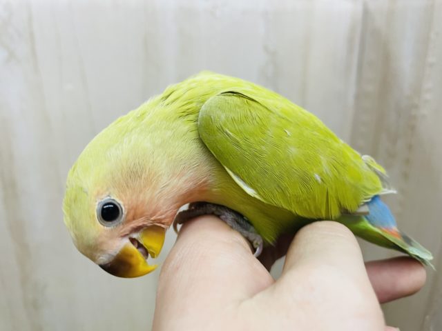 1人餌です！最新画像になりますよ‼️魅惑のシナモンカラーのコザちゃんだよ‼️ コザクラインコ　シナモン