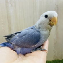 最新画像になりますよ！！爽やかブルーのコザちゃん🟦　コザクラインコ　バイオレットパイド