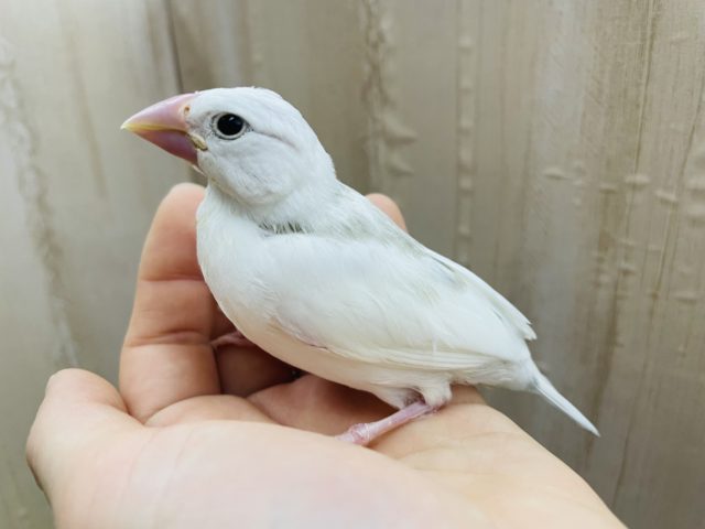 白文鳥