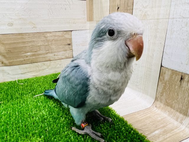 オキナインコ