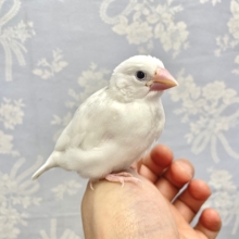 きゅん！白文鳥2022年11月生まれ
