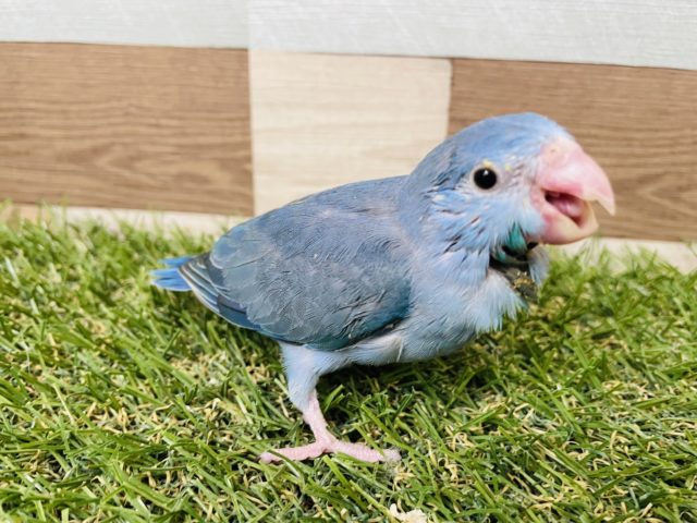 深みのあるブルーが可愛いんです！マメルリハインコのコバルト！