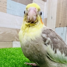 むむっと！シナモンパイドオカメインコー！