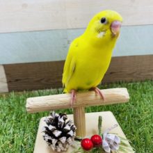 最新画像有り！明るいイエローにグリーンがポイントのセキセイインコハルクイン♪