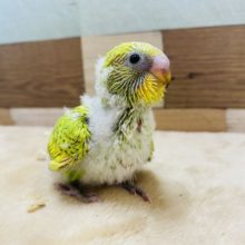 ちょこちょこ駆け寄ってきます♡セキセイインコスパングル！