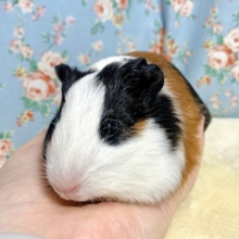 イングリッシュモルモット  女の子  (◉ㅈ◉  )  💨   12/3