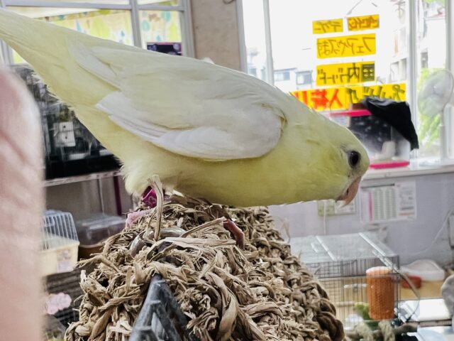 サザナミインコ