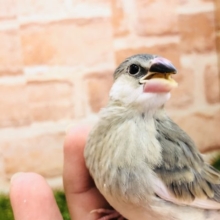 桜です！桜なんです！　桜文鳥　Ｒ４　１２／８撮影