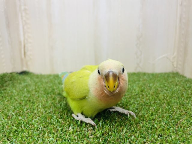 コザクラインコ（小桜インコ）