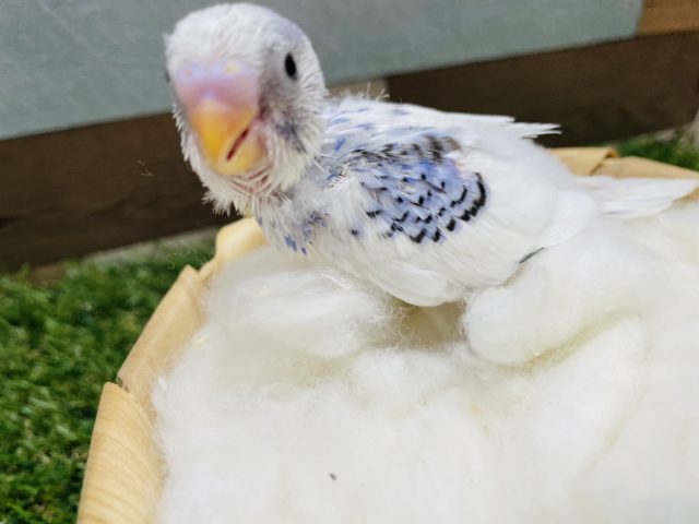 白が多めの可愛いコ！セキセイインコのパイド！