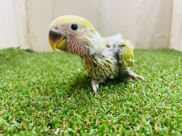 コザクラインコ（小桜インコ）