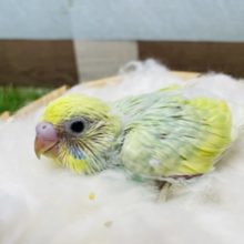 明るいグリーンが可愛いんです！セキセイインコのパステルカラーレインボー！