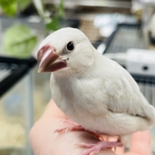 【最新画像更新！やんちゃ‪☆】魅力たっぷり♪シルバー文鳥(ヒナ)