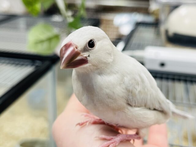 【最新画像更新！やんちゃ‪☆】魅力たっぷり♪シルバー文鳥(ヒナ)