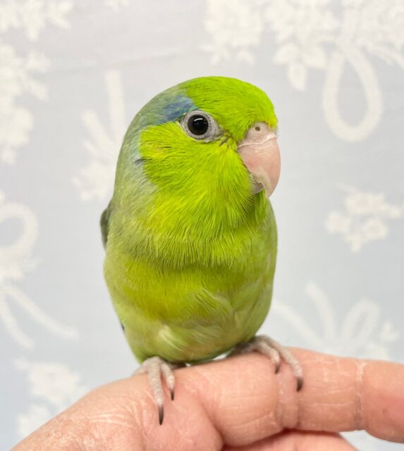 きれい💚マメルリハ(グリーン)男の子 2022月11月生まれ