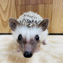 触れ合いOK‪☆チクチクしないハリネズミ(ノーマル)