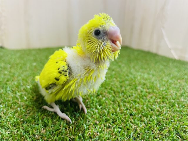 セキセイインコ