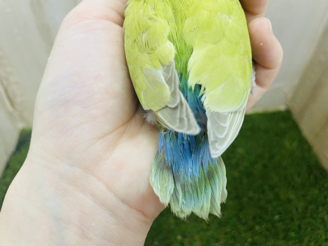 コザクラインコ（小桜インコ）