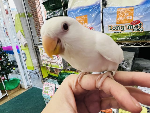 コザクラインコ（小桜インコ）