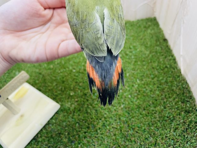 コザクラインコ（小桜インコ）