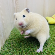 2月1日　最新画像になりますよ〜！！とっとこちびっこキンクマちゃんズ！　キンクマハムスター　男の子