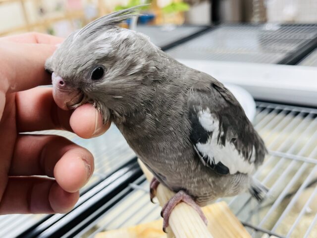 オカメインコ